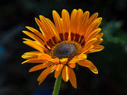 Image of Double Namaqua marigold