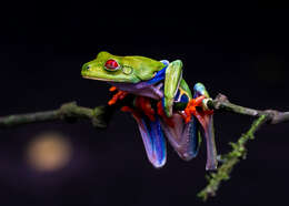 Image of Red-eyed Leaf frog