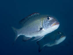 Image of Big eye bream