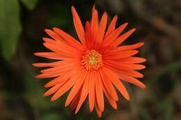 Image of Barberton daisy