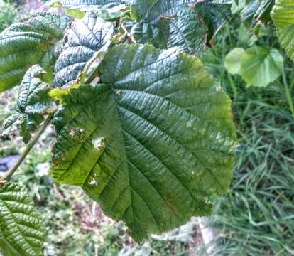 Image of Cobnut