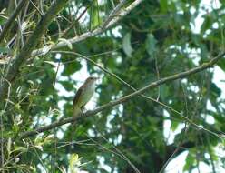 Image of nightingale, common nightingale