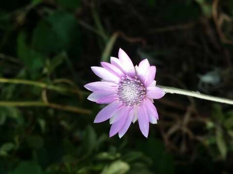 Xeranthemum annuum L. resmi