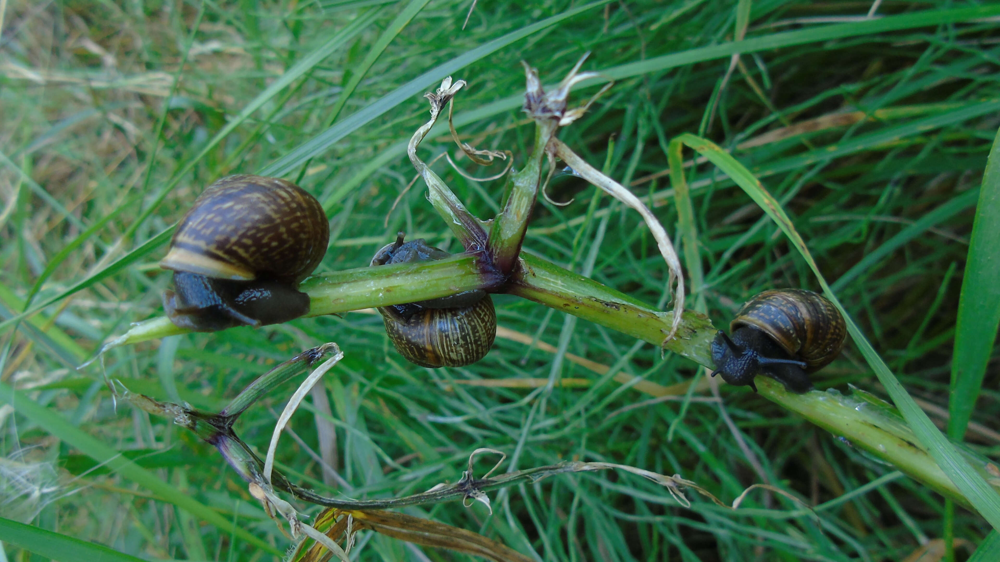 Image of Copse Snail