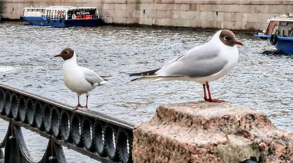 Image of Black-headed Gull