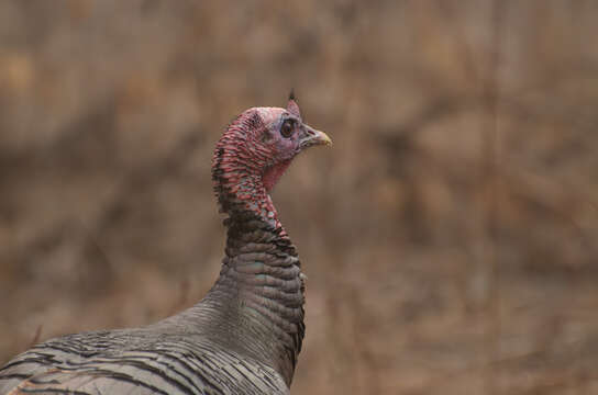 Imagem de Meleagris gallopavo Linnaeus 1758