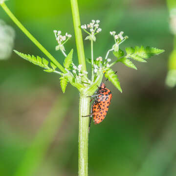 Image of <i>Graphosoma lineatum</i>