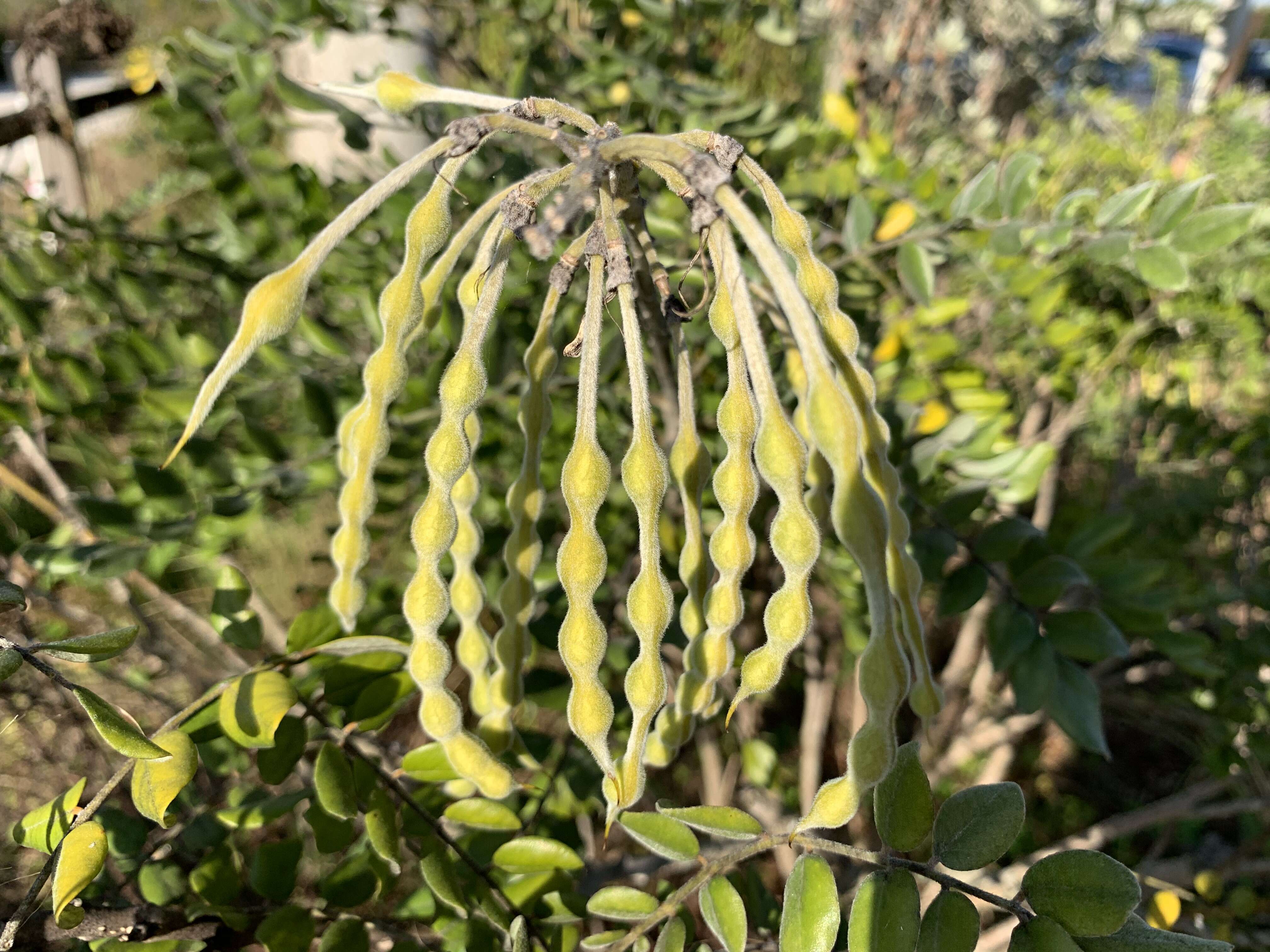 Image of yellow necklacepod