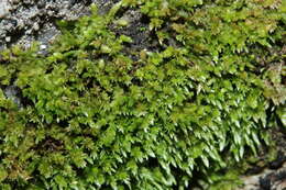 Image of anomobryum moss