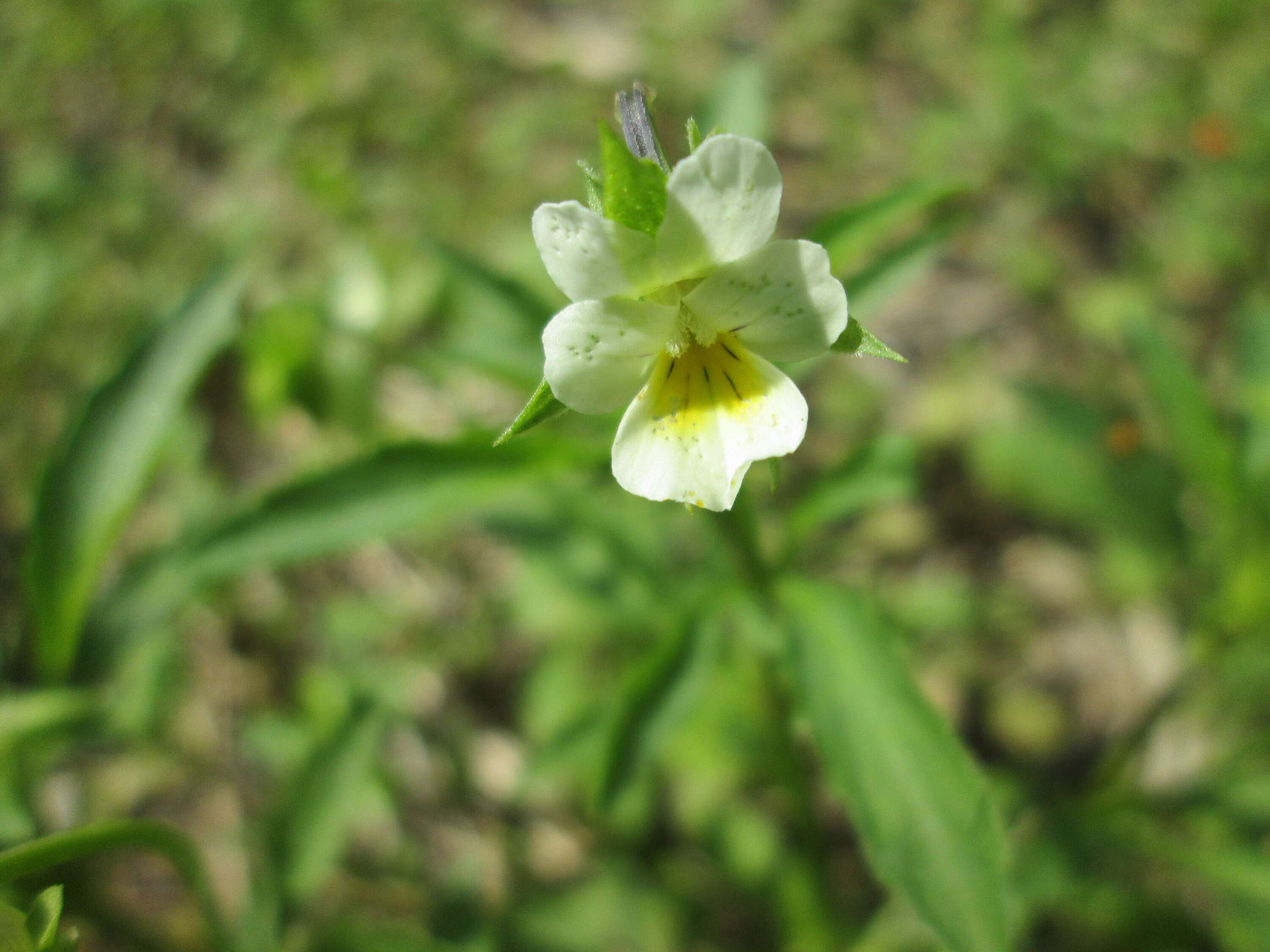 Слика од Viola arvensis Murray