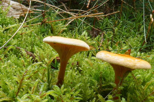 Image de Fausse chanterelle