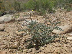 Image of widow's milkvetch