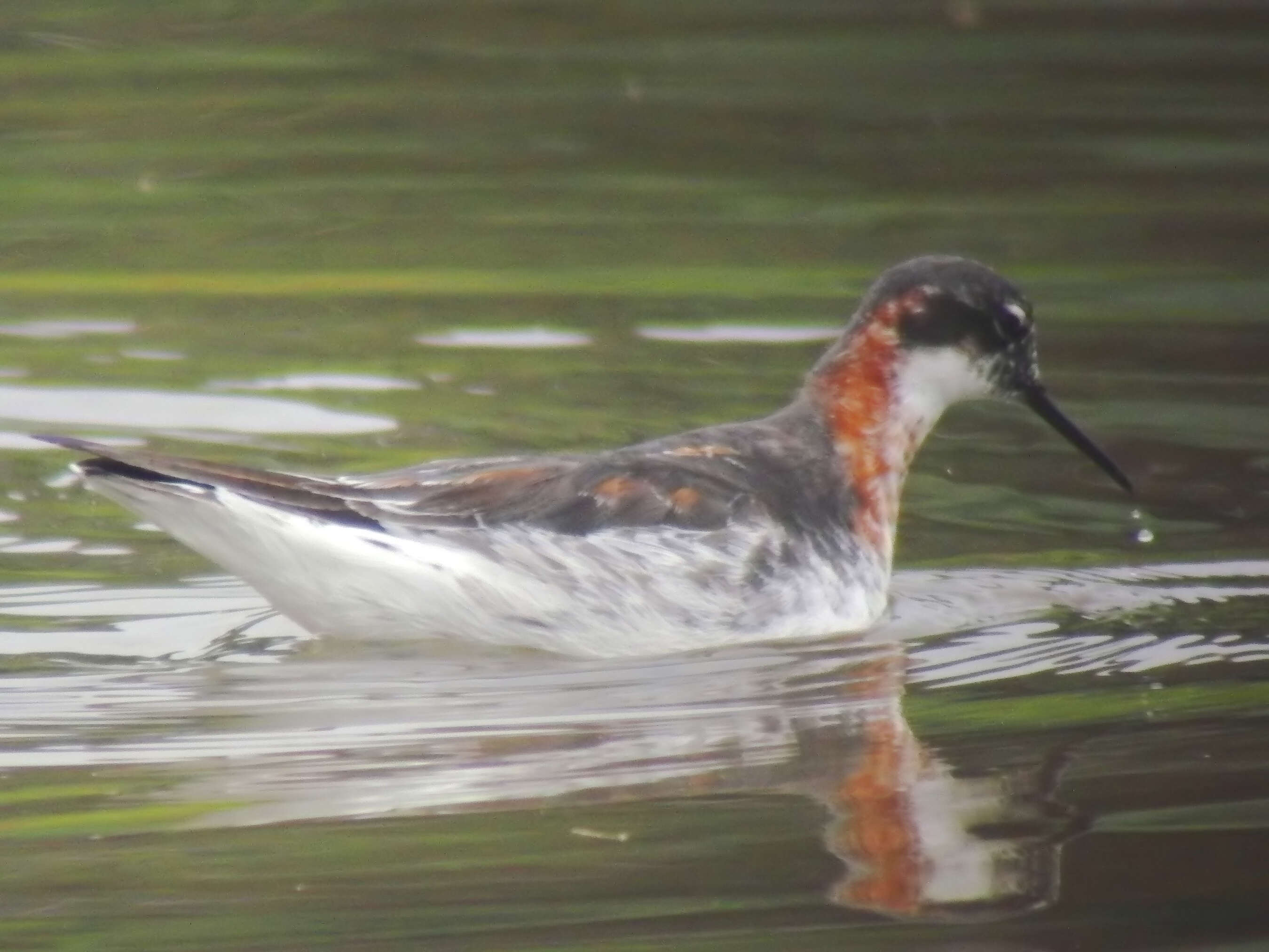 Imagem de Phalaropus lobatus (Linnaeus 1758)