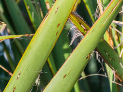 Image of New Zealand flax