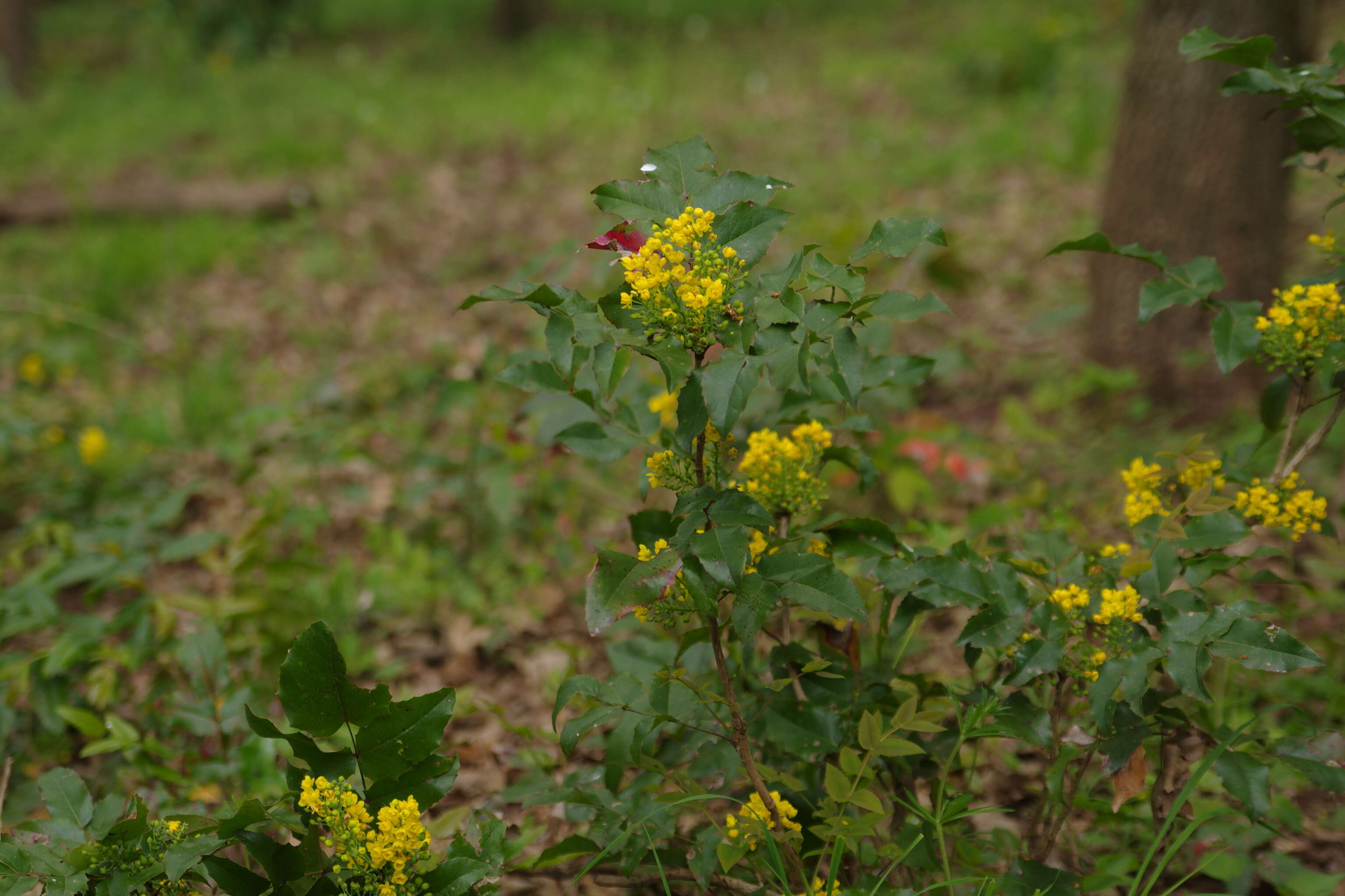 Image of Hollyleaved barberry