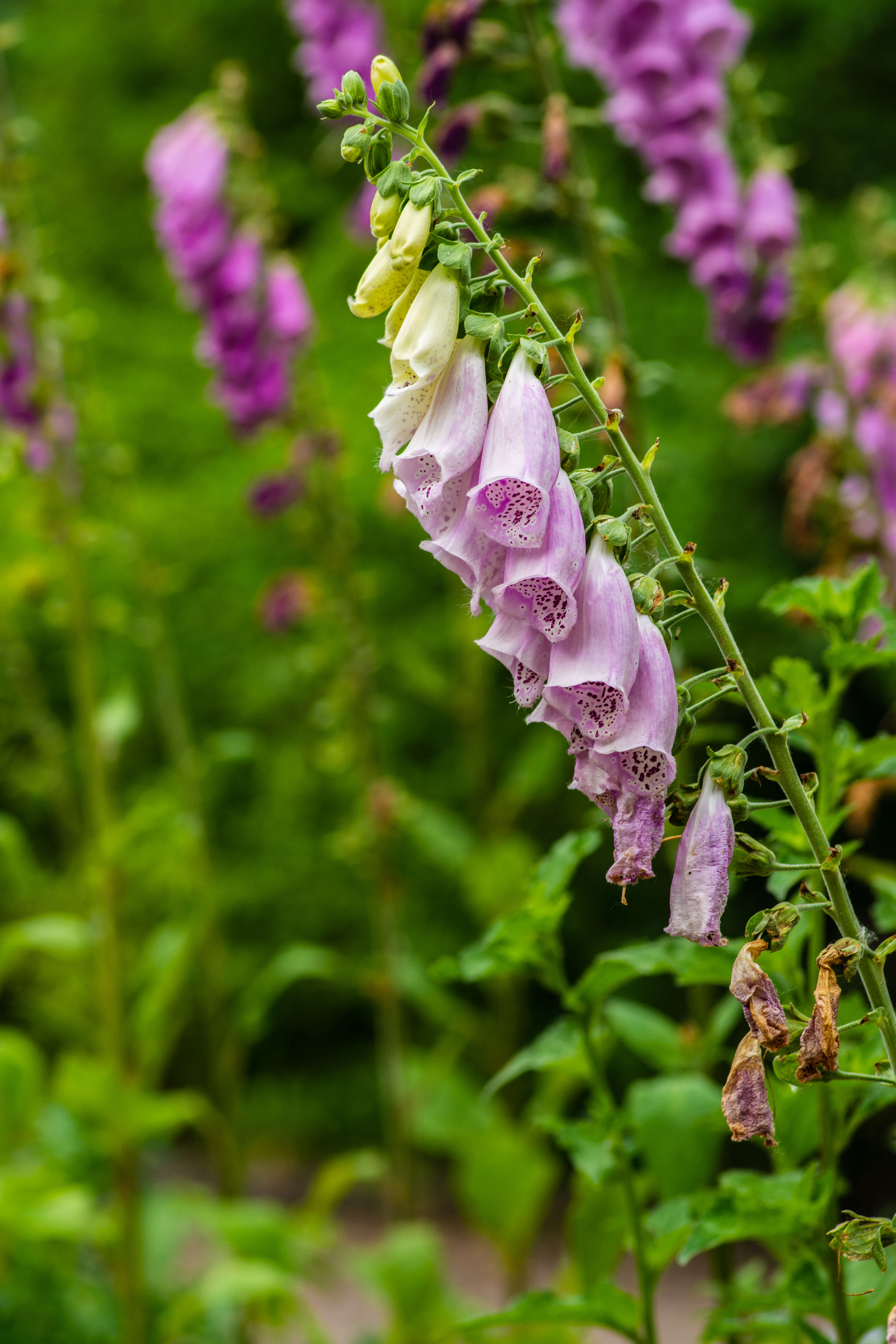 Imagem de Digitalis purpurea L.