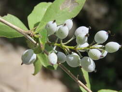 Image of Berberis aristata DC.