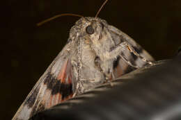 Image of french red underwing