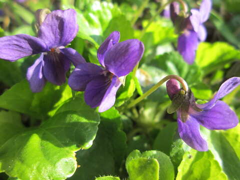 Image of sweet violet