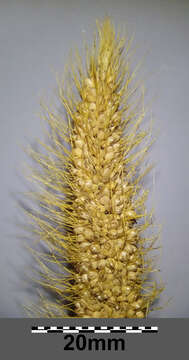 Image of Foxtail millet