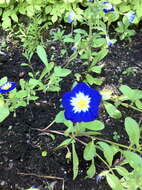 Image of Dwarf Morning Glory