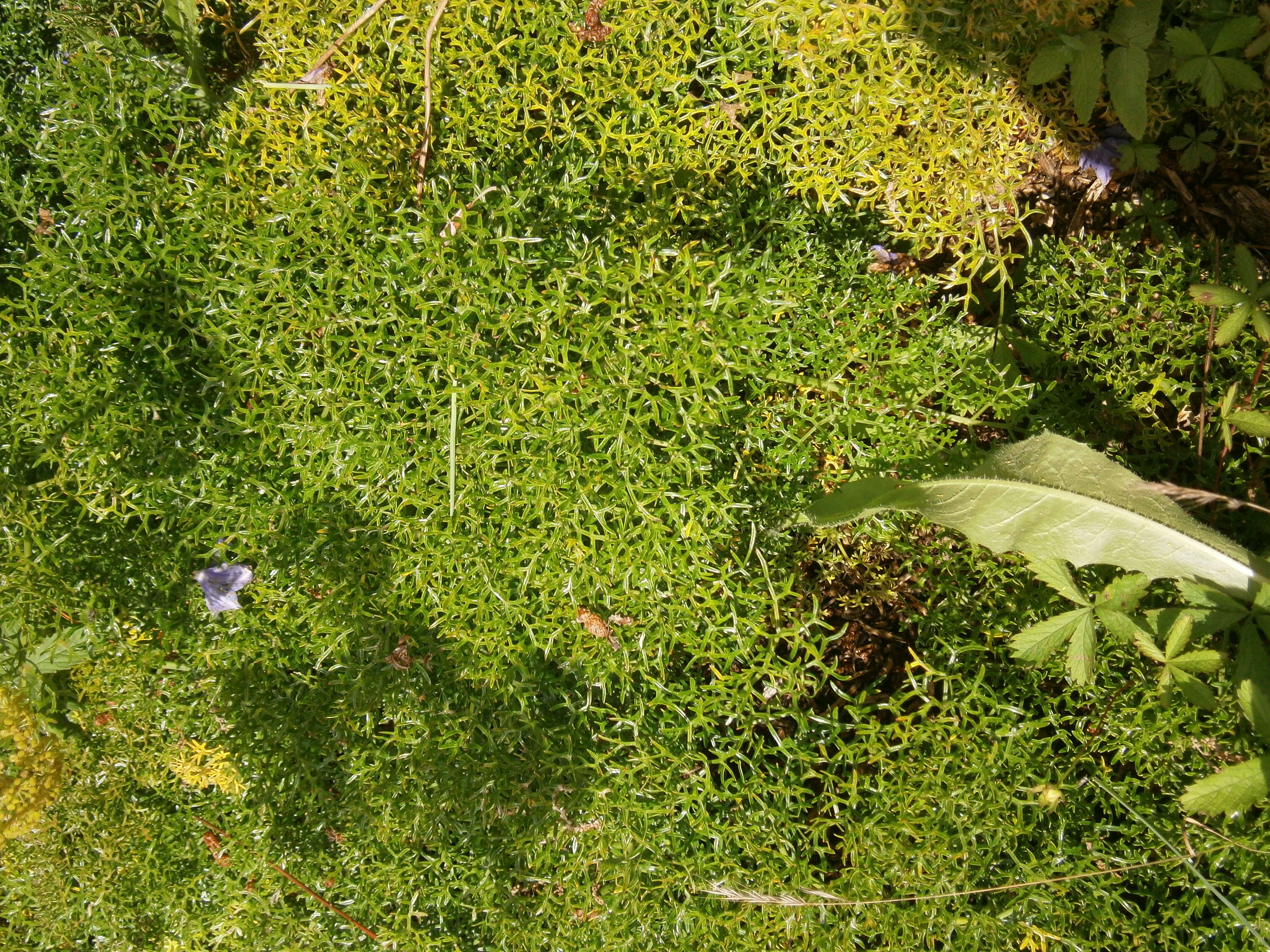 Image of Giant Fennel