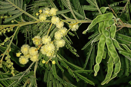 Image of black wattle