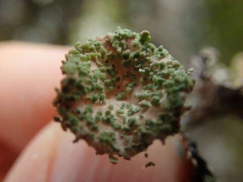 Image of cup lichen