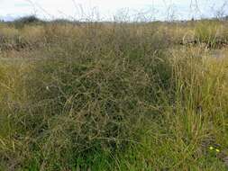 Image of Plagianthus divaricatus Forst.