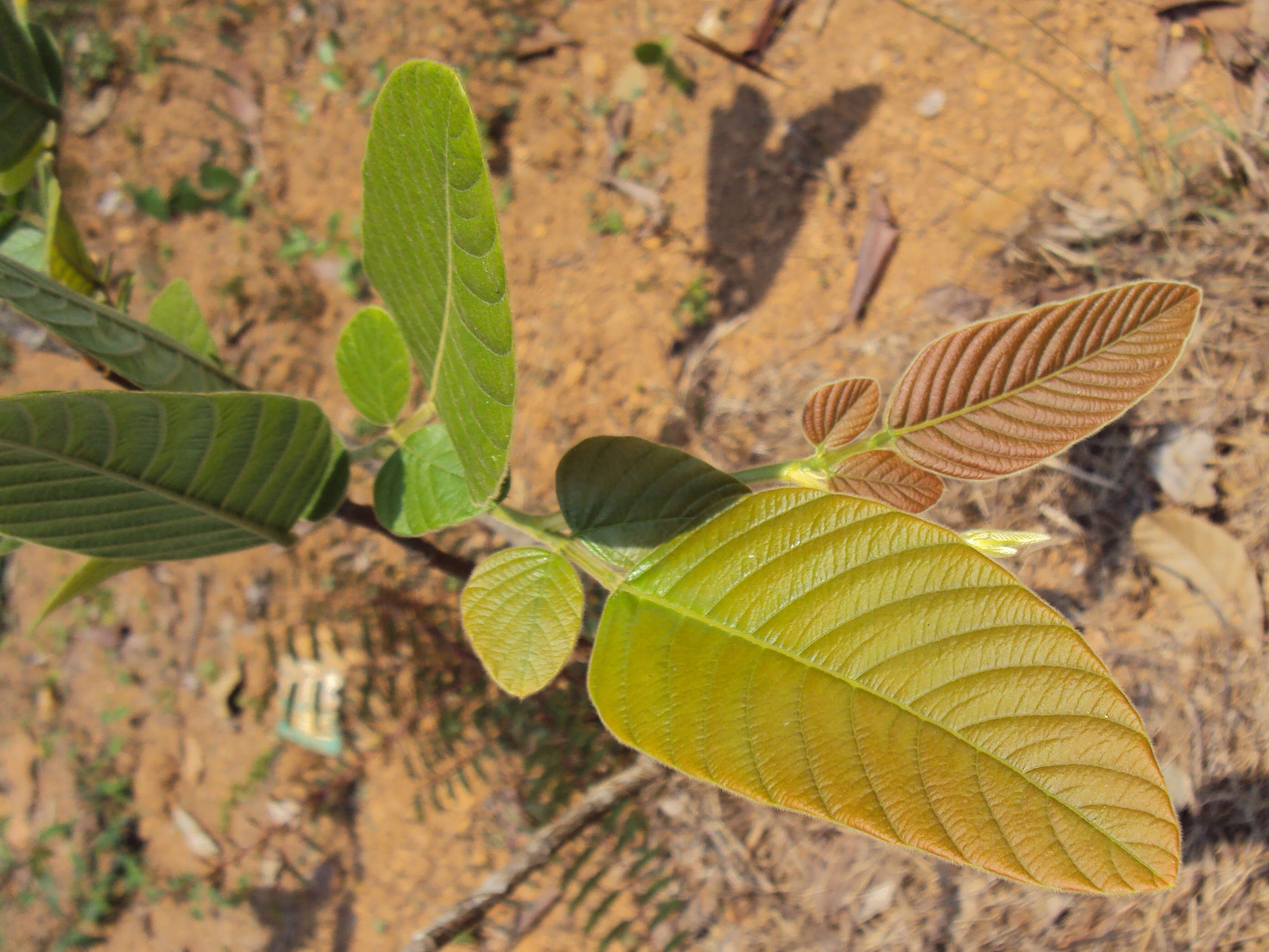 Sivun Phyllodium pulchellum (L.) Desv. kuva