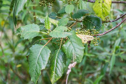 Image of wineberry