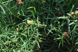 Plancia ëd Linaria vulgaris Mill.