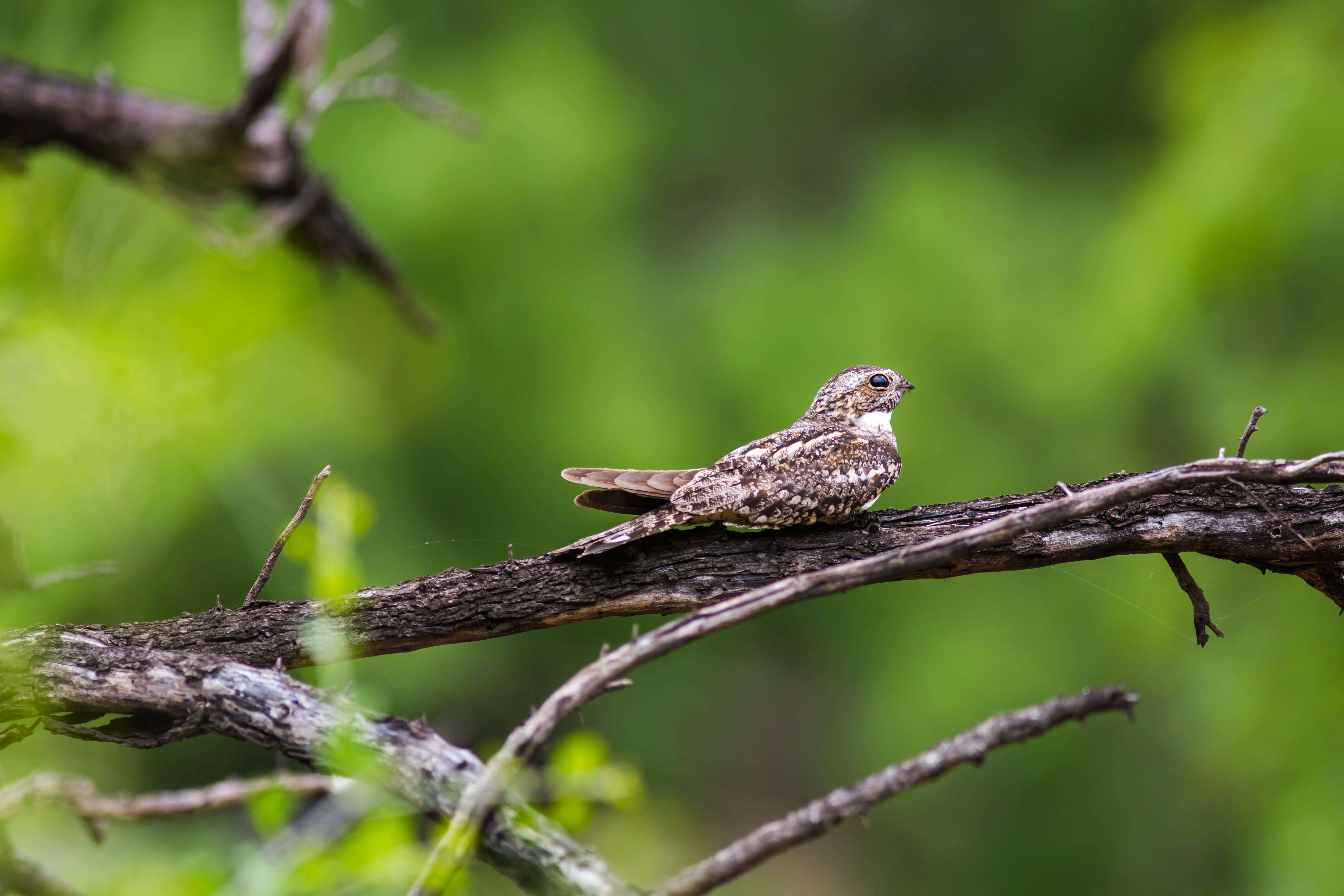 Image of Lesser Nighthawk