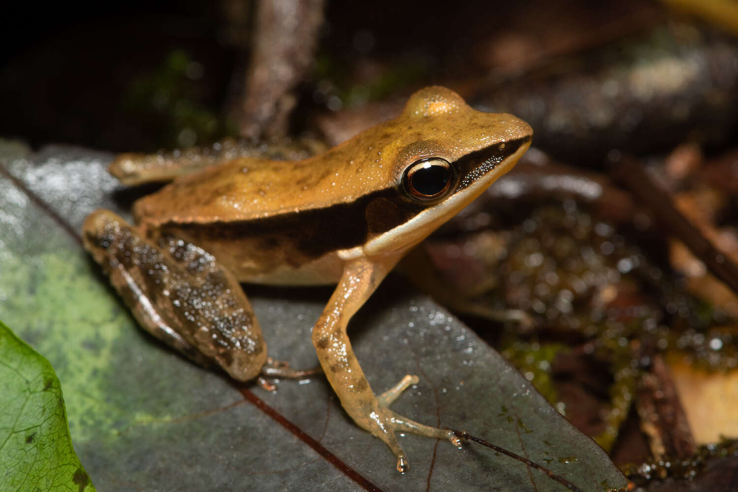 Image of Indosylvirana indica (Biju, Garg, Mahony, Wijayathilaka, Senevirathne & Meegaskumbura 2014)