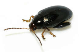 Image of Cabbage-stem flea beetle