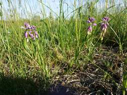 Image of tufted milkwort