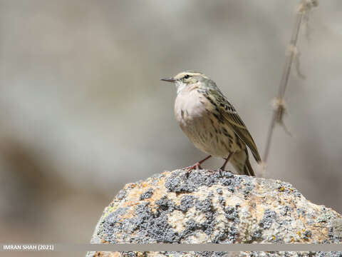 Image of Rosy Pipit