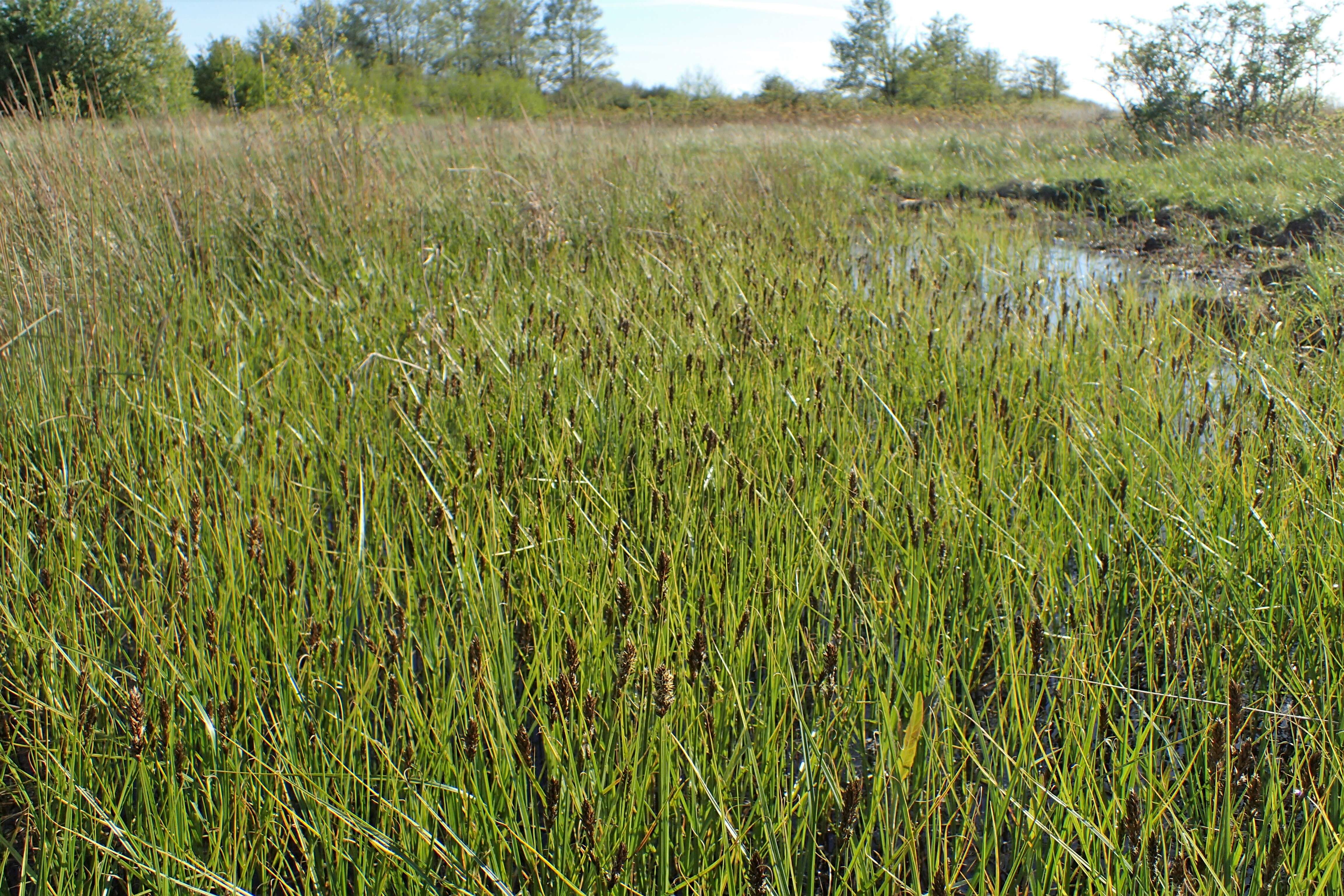 Image of Flat-sedge