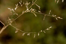 Image of mesa dropseed