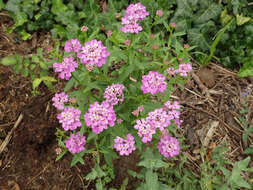 Imagem de Iberis umbellata L.