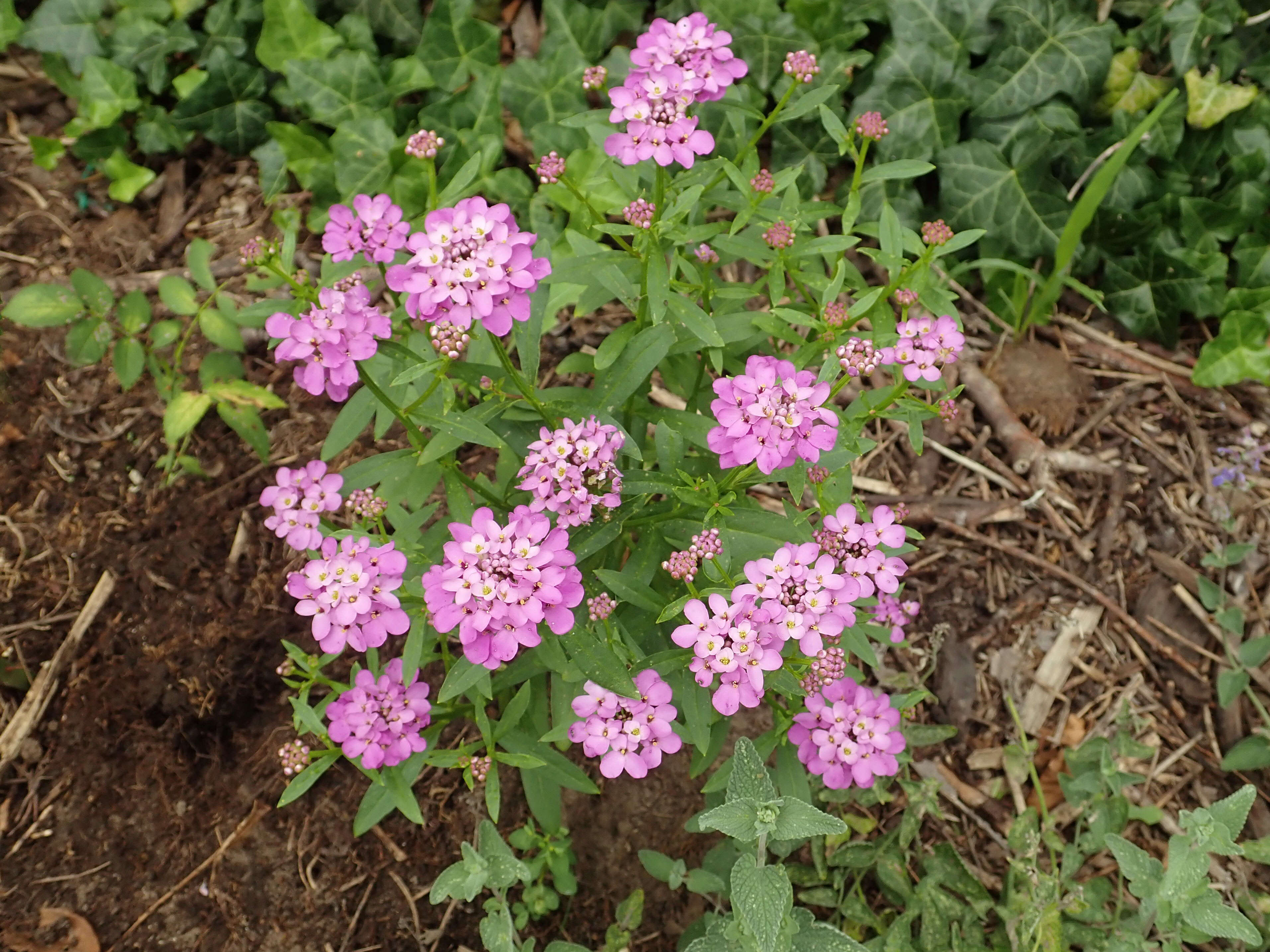 Imagem de Iberis umbellata L.