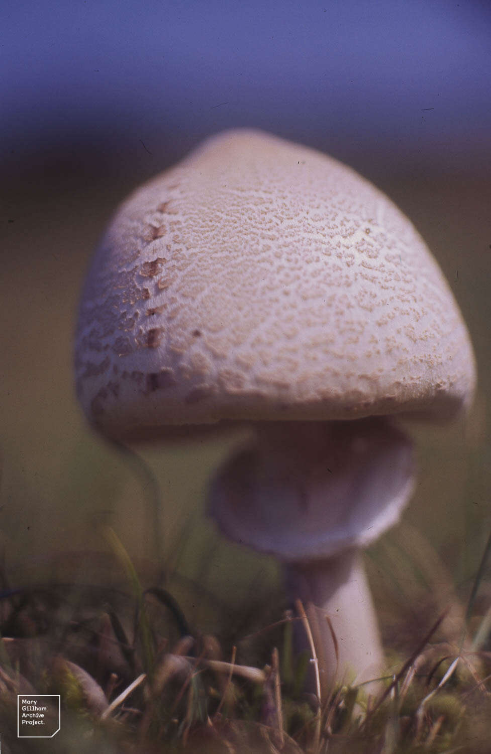 Image of Macrolepiota excoriata (Schaeff.) Wasser 1978