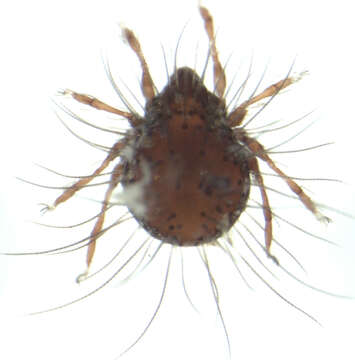 Image of Oripodoidea Jacot 1925