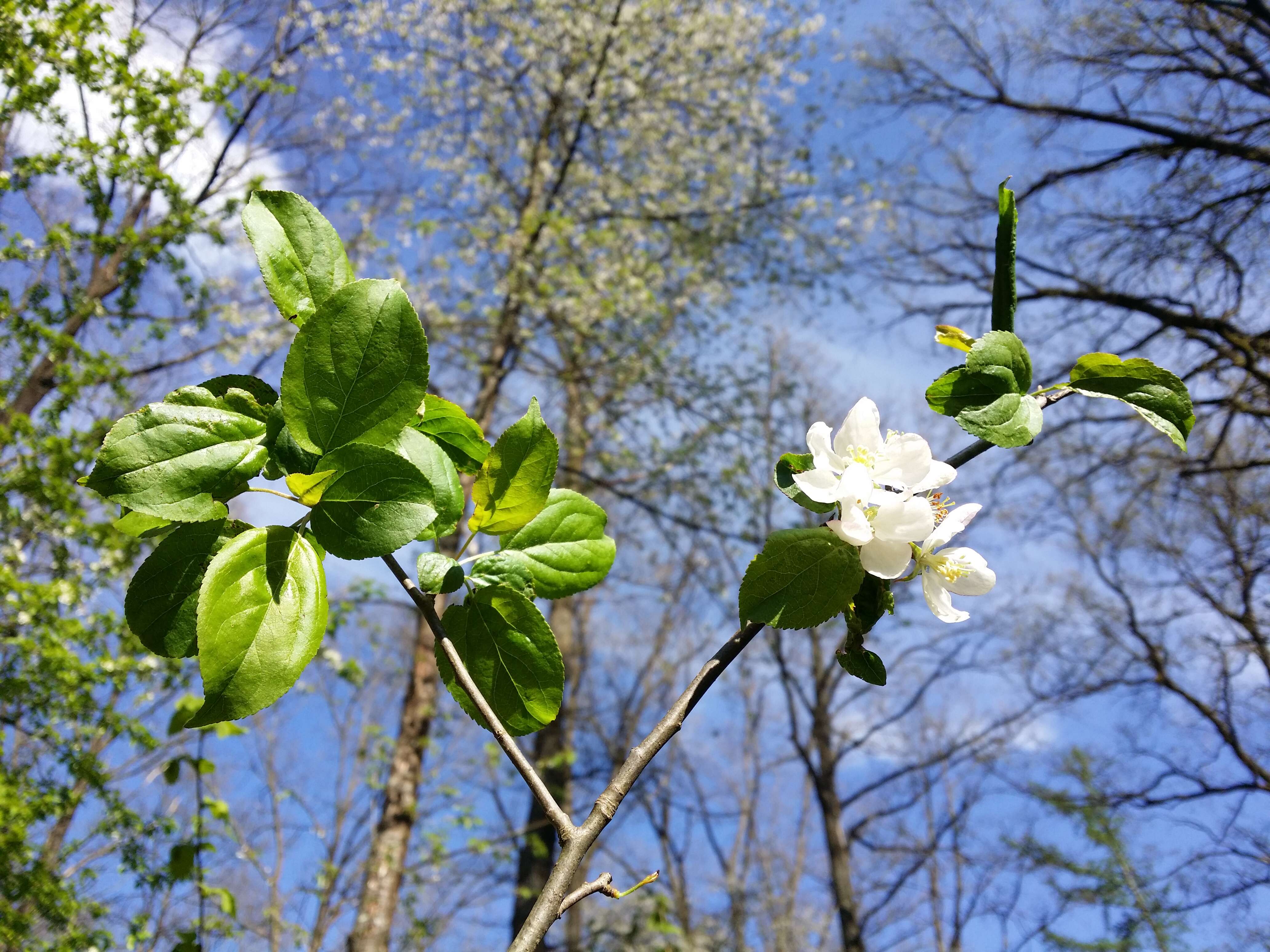 Imagem de Malus sylvestris Mill.