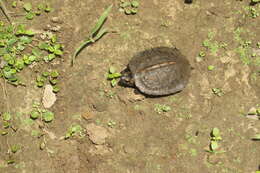 Image of Indian black turtle