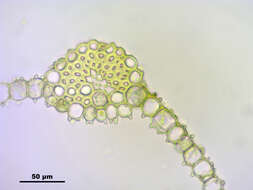 Image of Tortula protobryoides Zander 1993