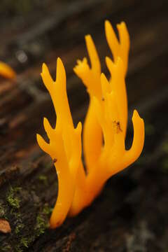 Image of Calocera viscosa (Pers.) Fr. 1821