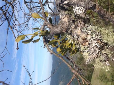 Image of oak mistletoe