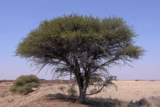 Vachellia tortilis (Forssk.) Galasso & Banfi的圖片