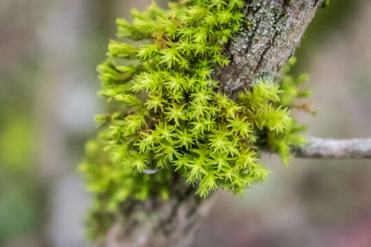 Image of orthotrichum moss